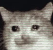 流泪猫咪 GIF