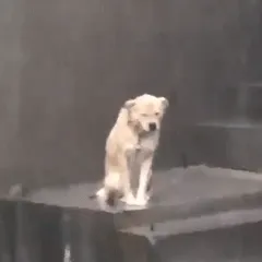 落汤狗表情包～ 小狗下雨天淋雨难过的gif表情包