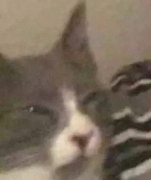 猫猫头表情包