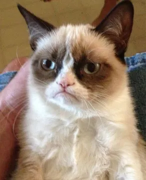 grumpy cat memes