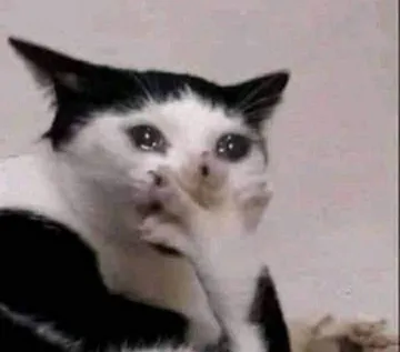 Crying cat