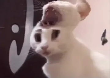 Shocked cat