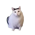 猫猫 GIF 动图