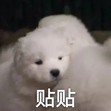 贴贴