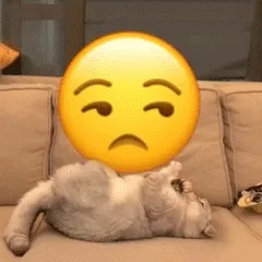 猫咪盘小黄脸 emoji