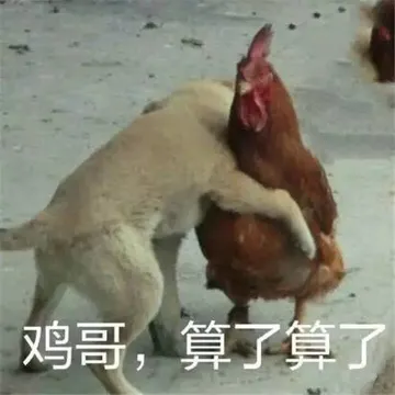 鸡哥算了算了