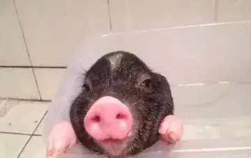 小猪