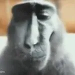 Giga Monke GIF Template