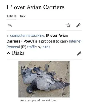IP Over Avian Carriers: Packet Loss