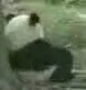 熊猫伤心