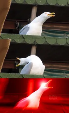 Inhaling seagull