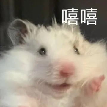仓鼠小猫