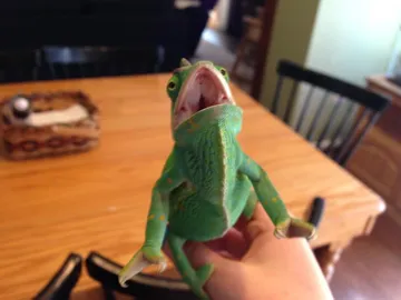 Savage Chameleon