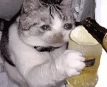 猫咪喝啤酒