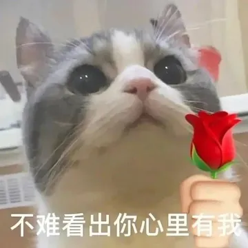 不难看出你心里有我 猫咪举花