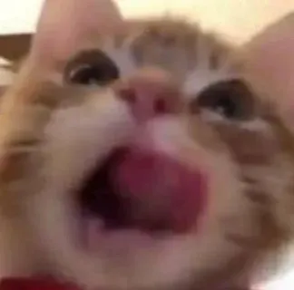 歪嘴猫猫表情包 馋了