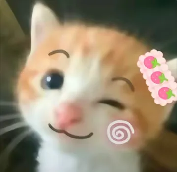 死对头小猫P图表情包