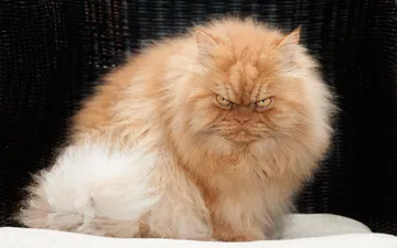 Angry Cat