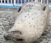 魔性海豹动态表情包
