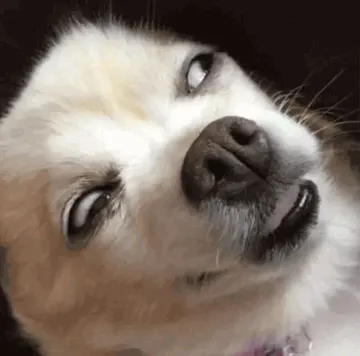 狗子翻白眼搞笑图