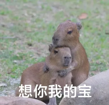 @小酷宝想你我的宝(水豚表情包)