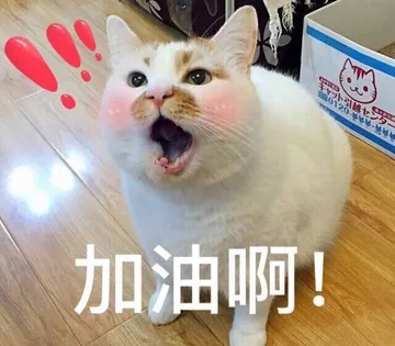 萌宠喵星人加油啊鼓励呆萌可爱gif动图