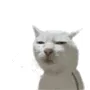 发射光波！（小猫）
