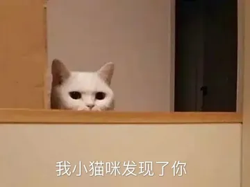 我小猫咪发现了你
