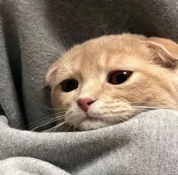 小猫