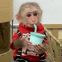吗喽喝奶茶