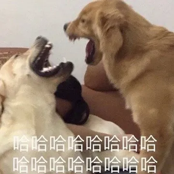 狗子：哈哈哈哈哈哈哈