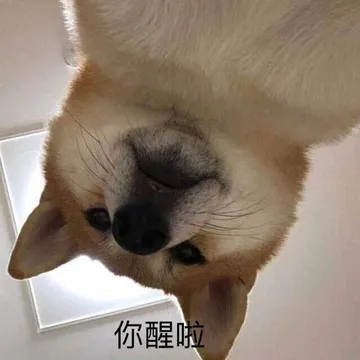狗：你醒啦
