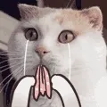 喵星人哭泣