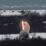 ice bear needs more cofie GIF Template