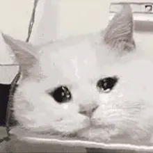 流泪猫咪动图