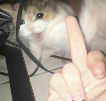 流泪猫猫头
