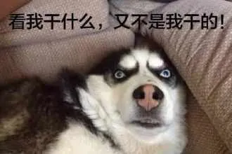 哈士奇与蘑菇头和熊猫人
