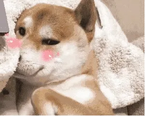 doge狗狗害羞