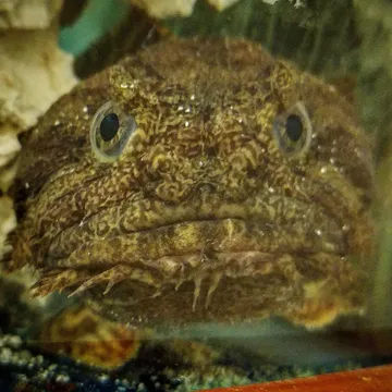 Oyster Toadfish