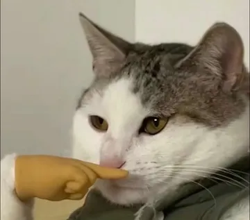 猫猫思索思考表情包