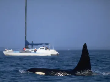Revenge of the Orcas