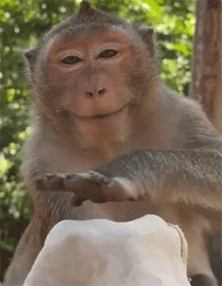 猴子变魔术突然竖中指gif表情包，整蛊好友