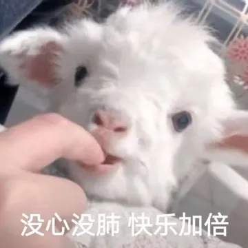 没心没肺 快乐加倍（绵羊表情包）