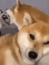狗狗动图表情包