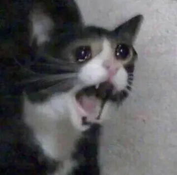 Cat screaming