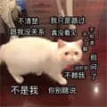 是喵星人啦00055-不是我-你别瞎说不清楚-我只是路过-真没看见-跟我没关系-别问了--猫