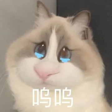 仓鼠小猫