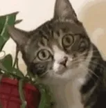 猫猫疑惑