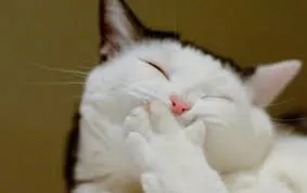 Cat laughing