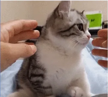 吸口猫，未来的日子会有猫的